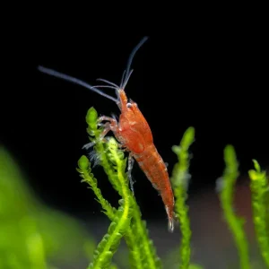 Sakura Red Cherry Shrimp Breeder Combo Box