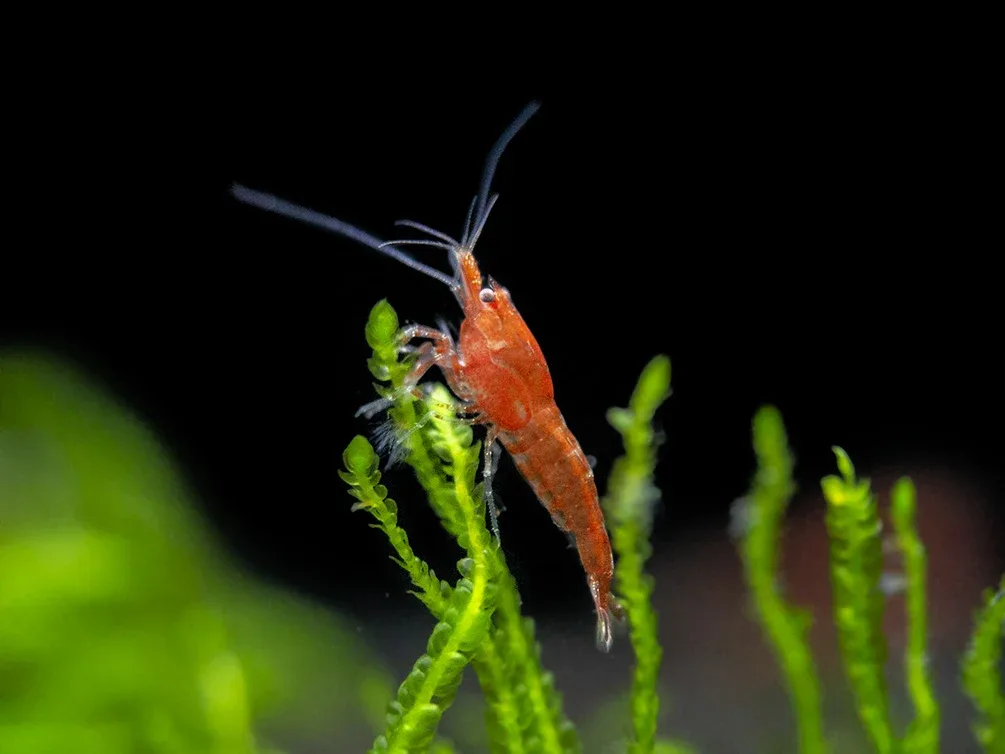 Sakura Red Cherry Shrimp Breeder Combo Box