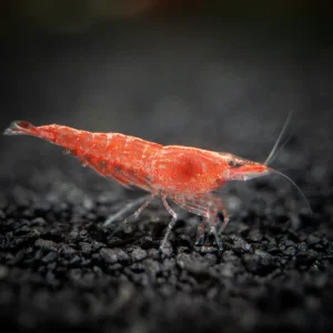 Sakura Red Cherry Shrimp (Neocaridina davidi), Tank-Bred