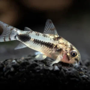 Salt and Pepper Pygmy Cory Catfish (Corydoras habrosus)