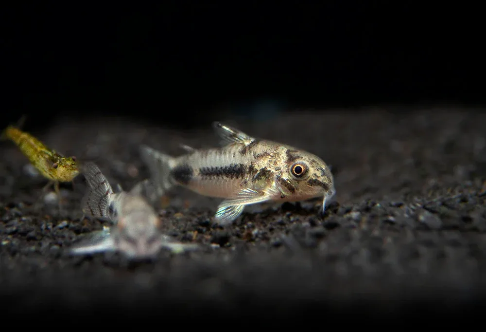 Salt and Pepper Pygmy Cory Catfish (Corydoras habrosus) - Image 2