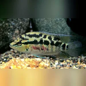 Salvini Cichlid