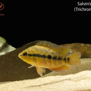 Salvin's Cichlid