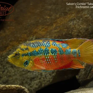 Salvin's Cichlid "Tabasco/Grijalva"