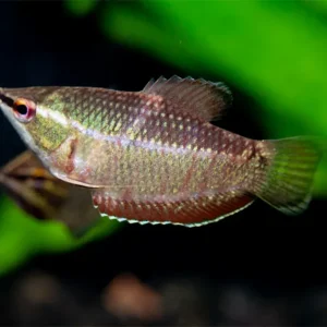 Samurai Gourami aka "Vaillant's Chocolate Gourami" (Sphaerichthys vaillanti) - Tank Bred