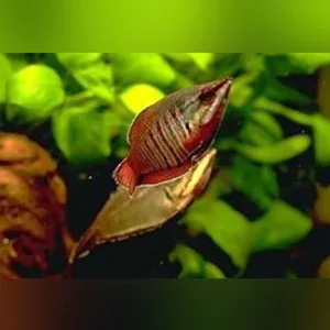 Samurai Gourami