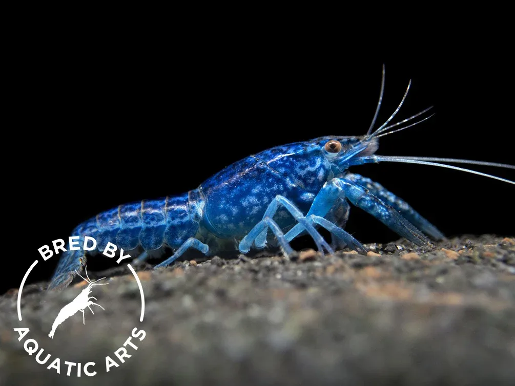 Sapphire Crayfish (Procambarus clarkii “Sapphire”), BREDBY: Aquatic Arts - Image 2
