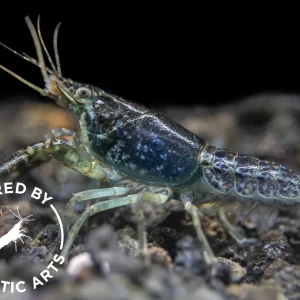 Sapphire Crayfish (Procambarus clarkii “Sapphire”), BREDBY: Aquatic Arts