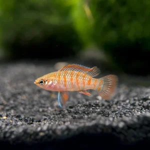 Scarlet AKA Gem Badis (Dario dario)