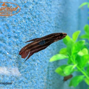 Scarlet Betta