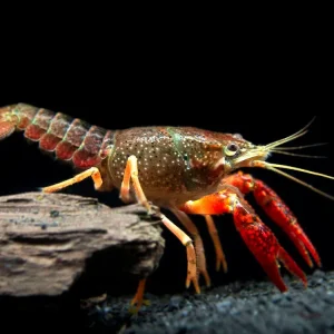 Scarlet Crayfish (Procambarus clarkii), Tank-Bred
