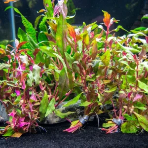 Scarlet Temple (Alternanthera reineckii)