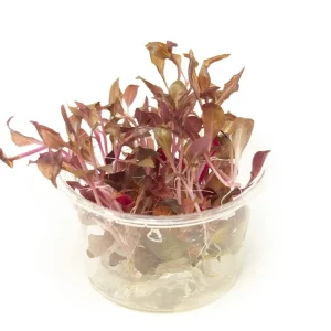 Scarlet Temple (Alternanthera reineckii "red") Tissue Culture