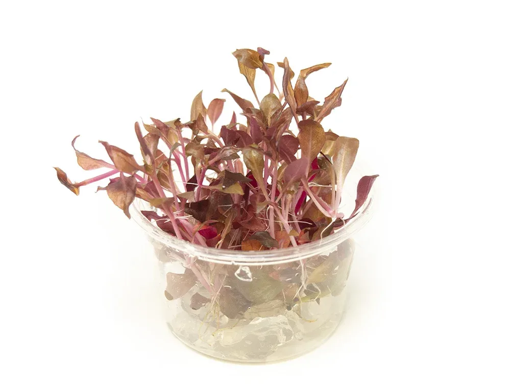 Scarlet Temple (Alternanthera reineckii "red") Tissue Culture