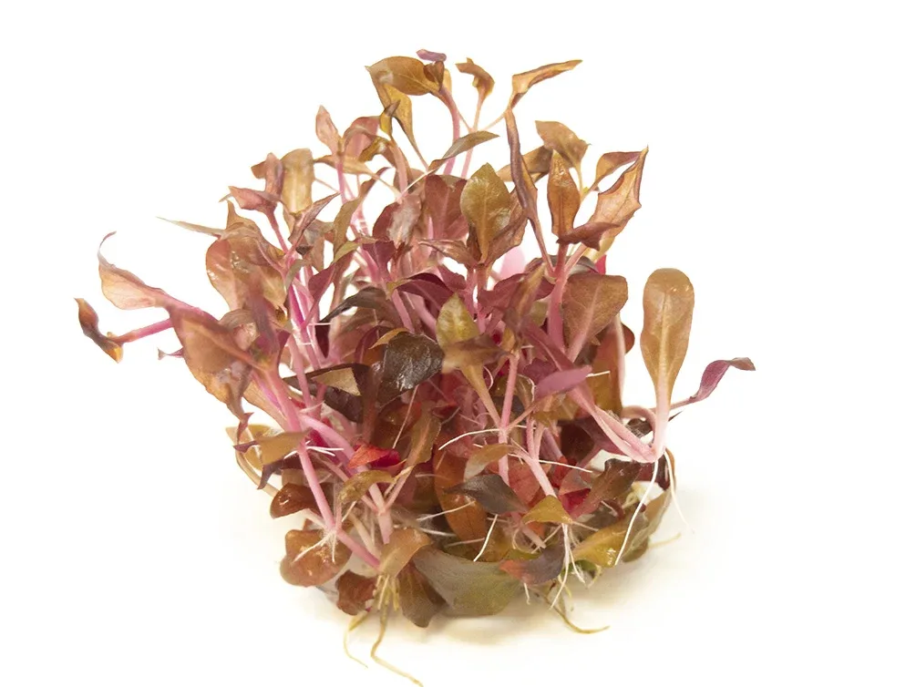 Scarlet Temple (Alternanthera reineckii "red") Tissue Culture - Image 2