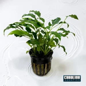Schismatoglottis Potted