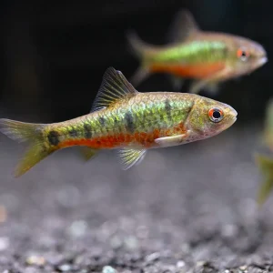 Schuberti Barb (Barbodes semifasciolatus var. schuberti) – Tank-Bred