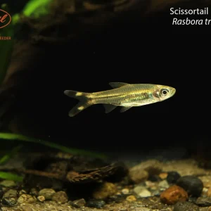 Scissortail Rasbora