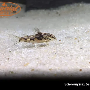 Scleromystax barbatus