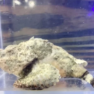 Scorpionfish - Devil