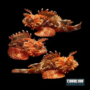 Scorpionfish - Plumed Lg