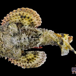 Scorpionfish - Spotted Jumbo