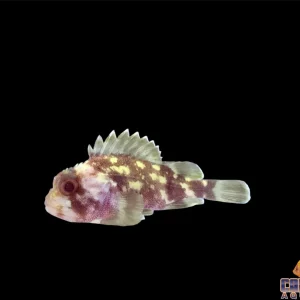 Scorpionfish - Yellow Spotted