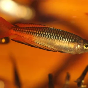 Seary's Creek Ornate Rainbowfish
