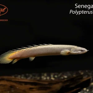 Senegal Bichir