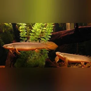 Senegalese Bichir