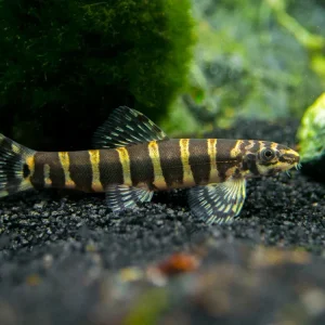 Serpent Loach/Botia (Serpenticobitis octozona)