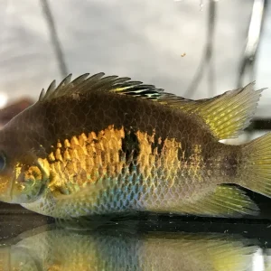 Seven Stripe Cichlid "San Juan"