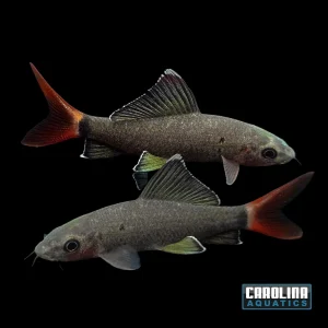 Shark - Redtail 2-2.5in.