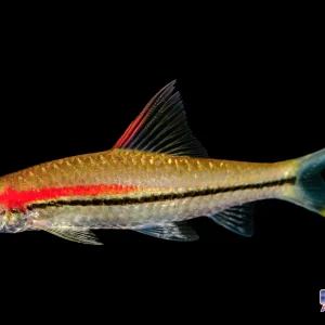 Shark - Roseline Karnataka Wild Med