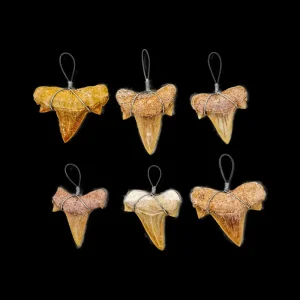 Shark Tooth
