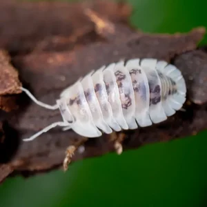 Shiro Utsuri Isopods "Samurai Soldier" formally 'Cubaris' (Nesodillo archangeli) - Bredby: Aquatic Arts
