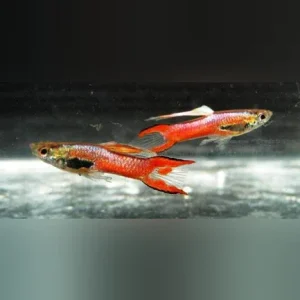 Shocking Pink Endler – Male