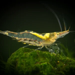 Short Nose Algae Shrimp (Caridina longirostris)