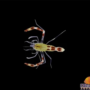 Shrimp - Banded Yellow