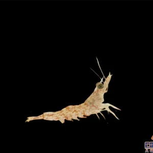 Shrimp - Caribbean Fumanchu
