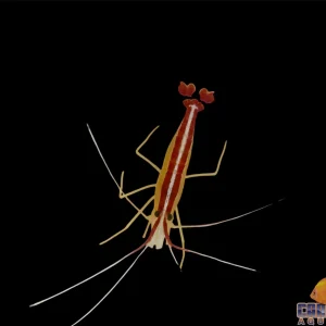 Shrimp - Cleaner XL