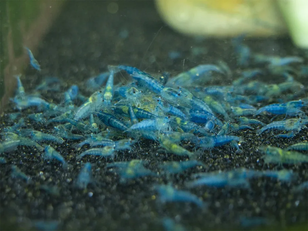 Shrimp Envy - Complete Envy Shrimp Food - Image 2