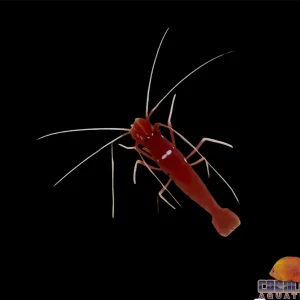 Shrimp - Fire