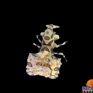 Shrimp - Harlequin