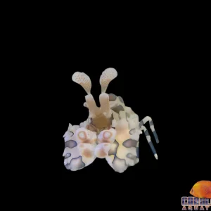 Shrimp - Harlequin Lg