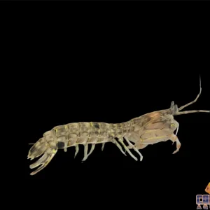 Shrimp - Mantis Scaly-Tailed Lg
