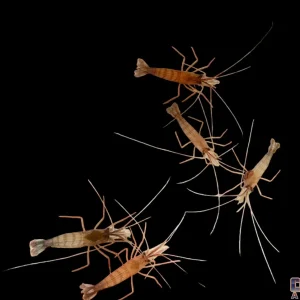 Shrimp - Peppermint(NO LIMIT)