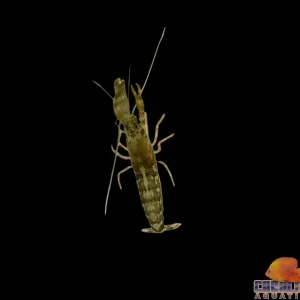 Shrimp - Pistol Atlantic