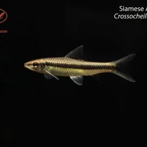 Siamese Algae Eater (Crossocheilus oblongus)