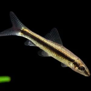 Siamese Algae Eater (Crossocheilus siamensis), Tank-Bred